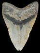 Bargain Megalodon Tooth - North Carolina #45543-2